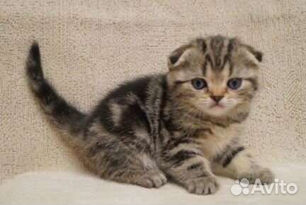 Шотландская