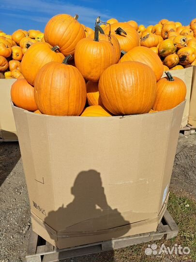 Тыква оптом