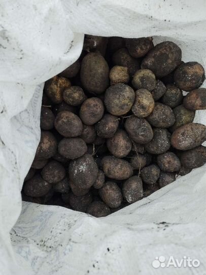 Семенной картофель