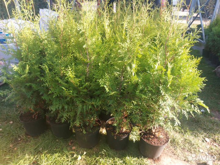 Туя брабант