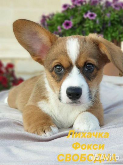 Вельш-корги