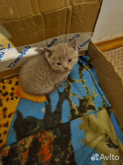 Кошка в дар бесплатно