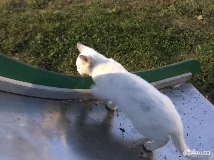 Кошки в добрые руки породистые(Турецкая Ангора)