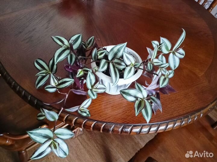 Традесканция