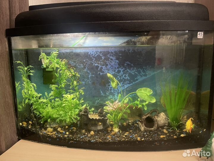 Аквариум