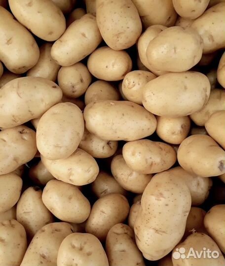 Продам картофель