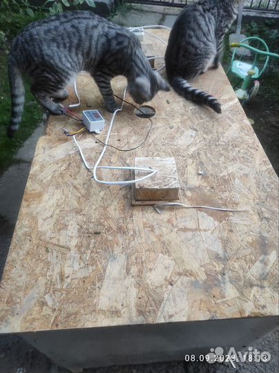 Брудер для цыплят бу