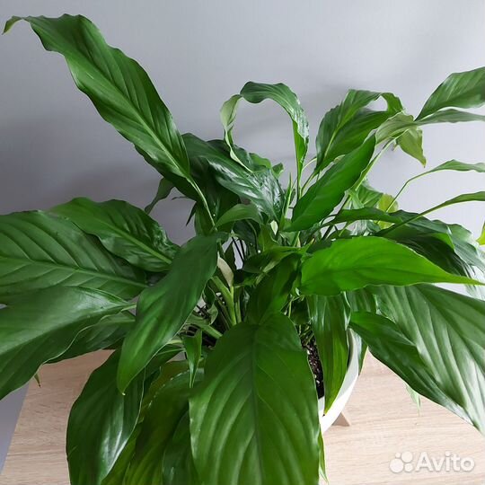 Спатифиллум Комнатные растения Доставка