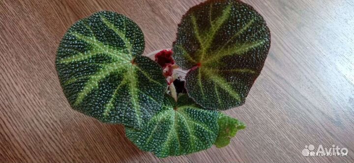 Бегония декоративно лиственная