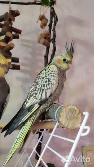 Попугай корелла птенец ручная девочка