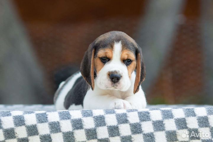 Бигль щенок