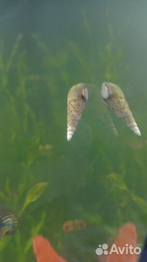 Улитки мелании