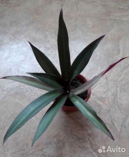 Традесканция