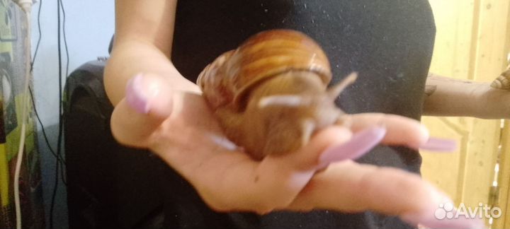 Улитки ахатины