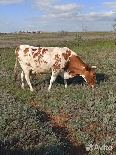 Коровы дойные