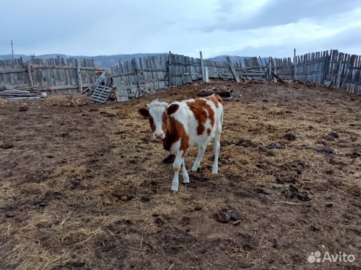Телки 10 месяцев