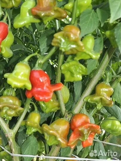 Рассада Помидоры Перцы Капуста Баклажаны Огурцы