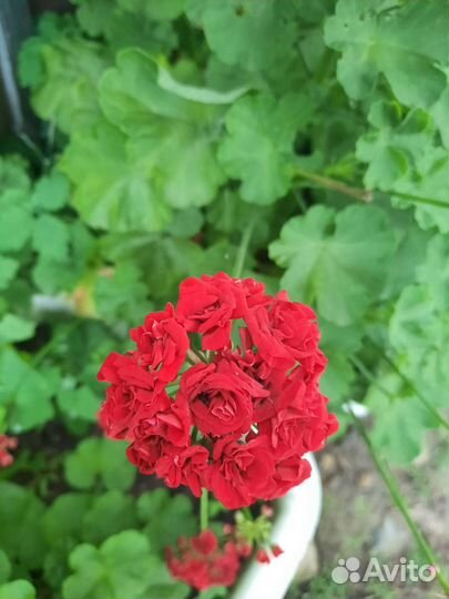 Герань пеларгония