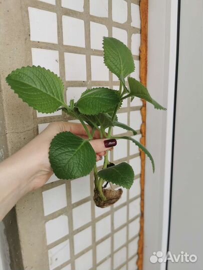 Мята комнатная плектрантус