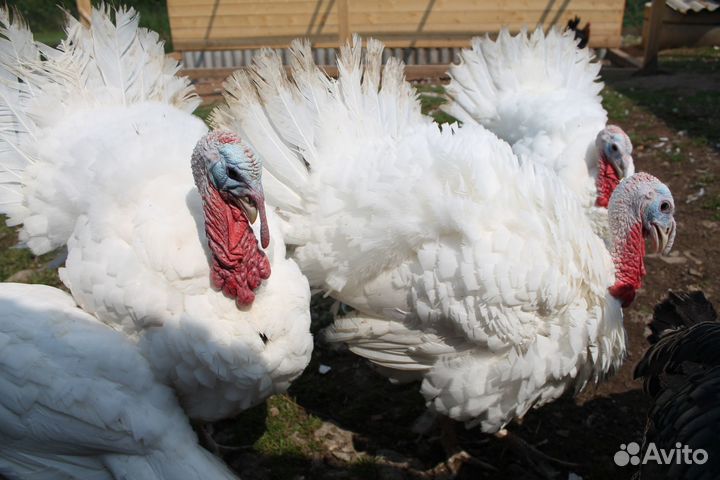 Индюшата тяжелые кроссы подрощенные