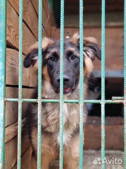 Милый щенок Шкипер из приюта в добрые руки