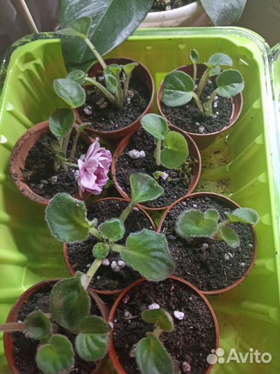 Фиалки наборами