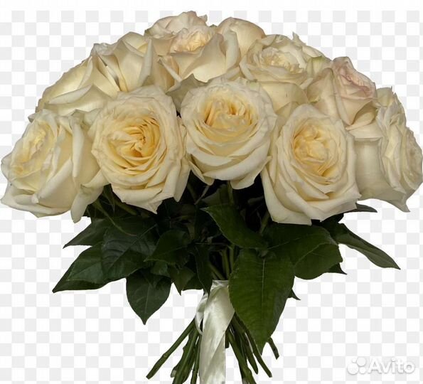 Роза белая пионовидная