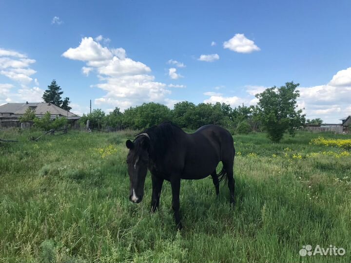 Лошадь черная вороная