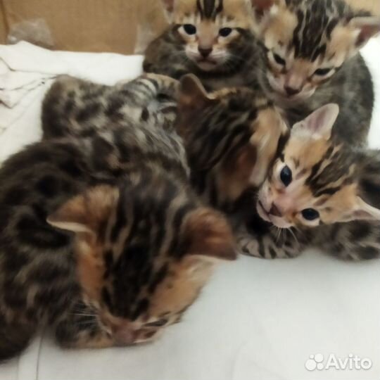 Бенгальские котята