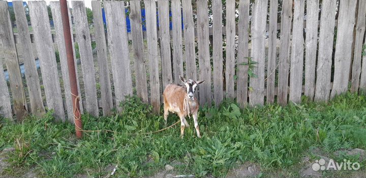 Продам козу на праздник