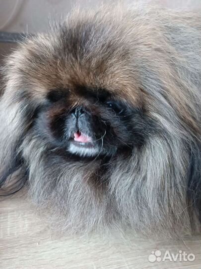 Пекинес для вязки