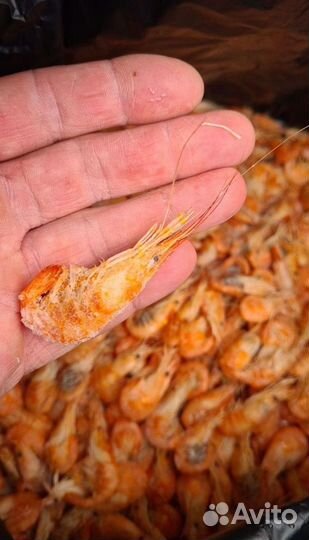 Креветка азовская