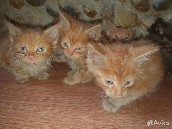 Котята мейн-кун