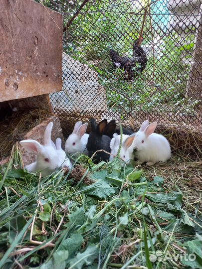 Продам крольчат