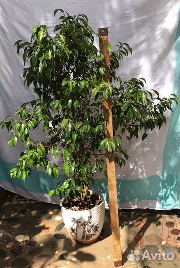 Комнатные цветы