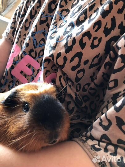 Американский крестед для вязки