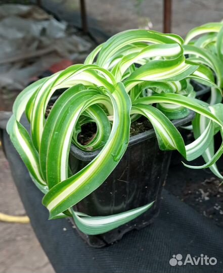 Хлорофитум кудрявый Бонни - молодое растение в гор