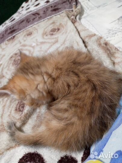 Отдам в добрые руки вислоухого котенка девочку