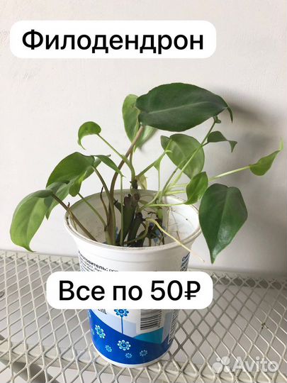 Комнатные растения