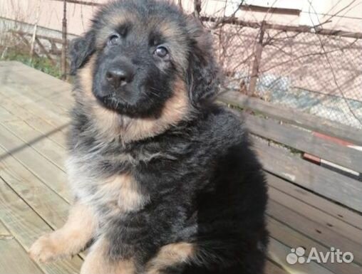 Немецкая овчарка щенки