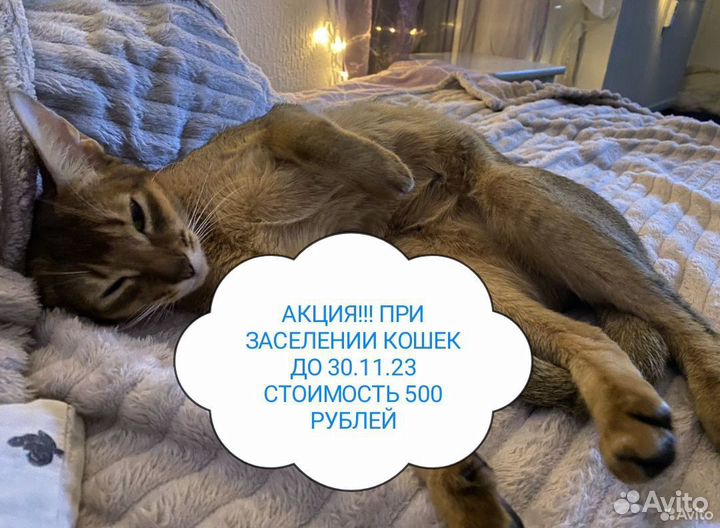 Зоогостиница. Передержка кошек и собак официально