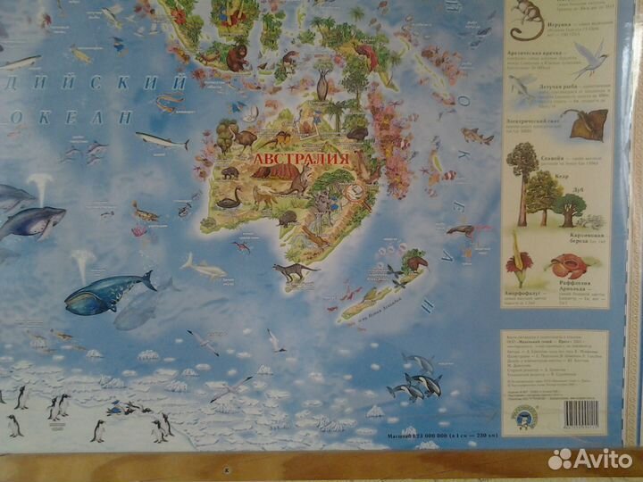 Животный и растительный мир Земли. Детская карта