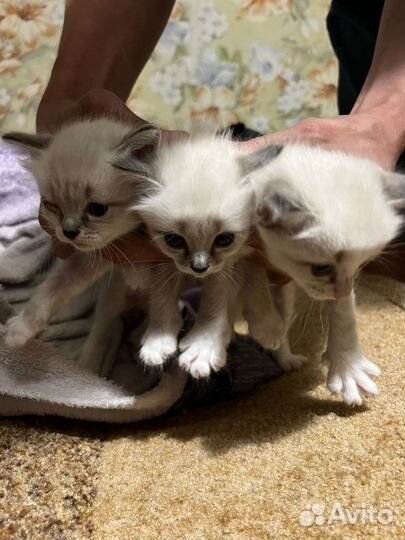 Котята отдам даром