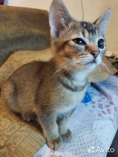 Абиссинские котята