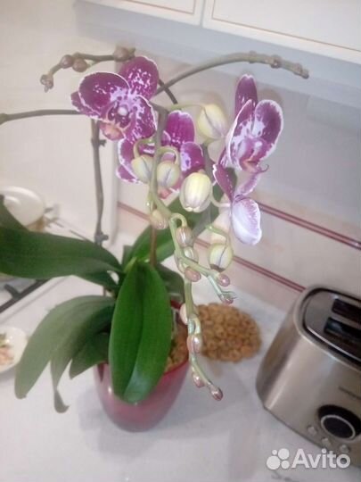 Орхидея фаленопсис