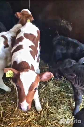 Бычки и телята