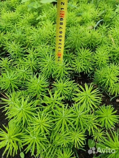 Пихта Нордмана