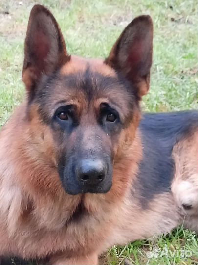 Немецкая овчарка