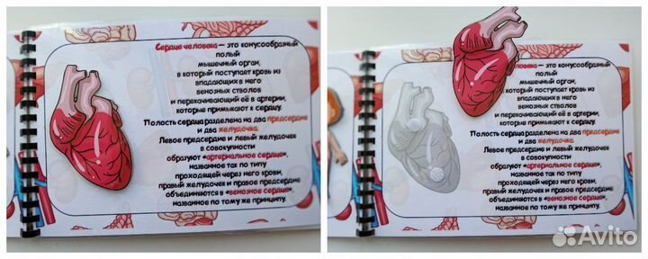 Анатомия человека для дошкольников