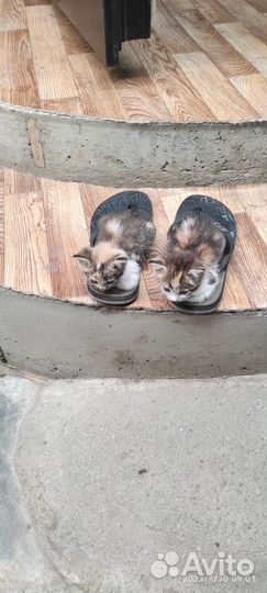 Котята